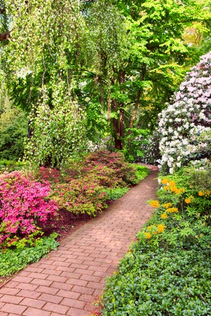 Rhododendron Bushes in Summer Sity Gardenの写真素材