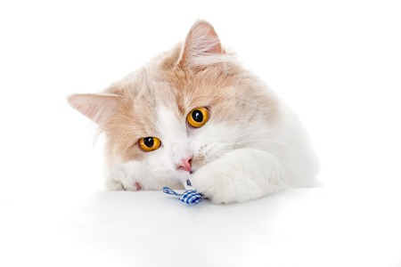 Ginger Cat isolated over white background.の写真素材