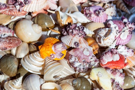 Starfish and seashells souvenirs for sale at street
