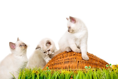 Portrait of three British Shorthair Kittens sitting, 8 weeks old, color point color.の写真素材