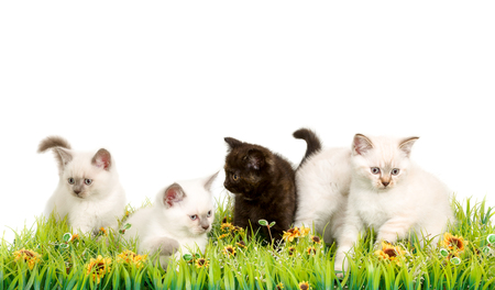 Portrait Of Five British Shorthair Kittens Sitting In The Grass 8