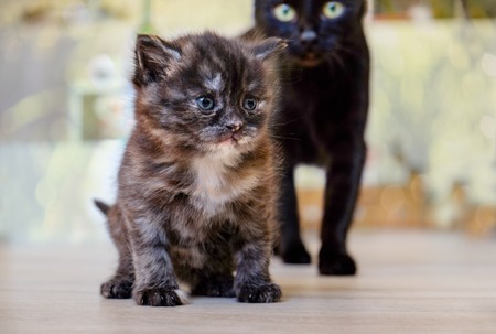 Cat with kittens. Black cat with striped kittens.の写真素材