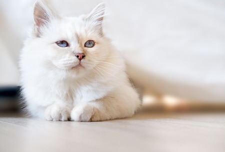 Bored Sacred Birman Cat. Lying alone on the floor.の写真素材