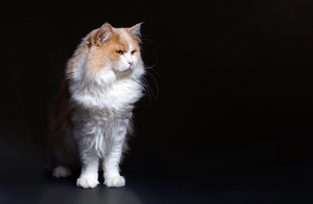 Ginger White Cat isolated over black background.の写真素材