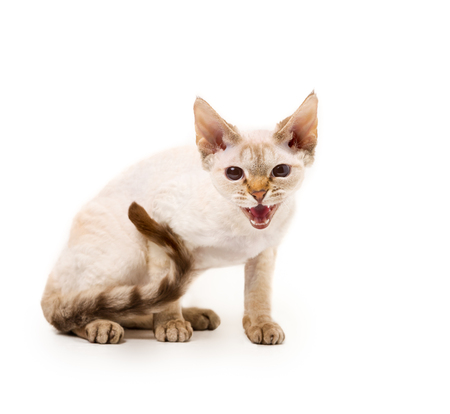 Devon Rex cat