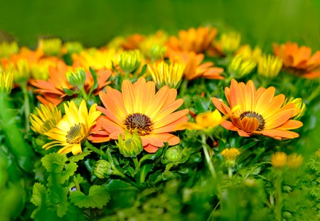 Plant of orange and yellow colored Gazania flowersの写真素材
