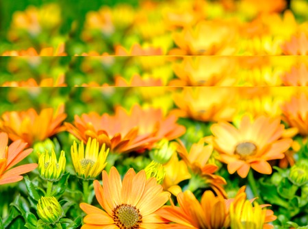 Plant of orange and yellow colored Gazania flowersの写真素材