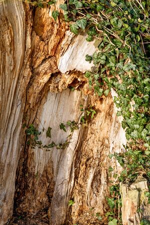 old tree with moss on roots in sun autumn forestの写真素材
