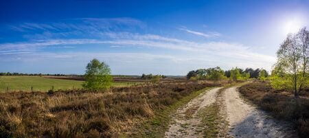 Forest road under sunbeams. Lane running through the spring deciduous forest at sunset. Panoramic...