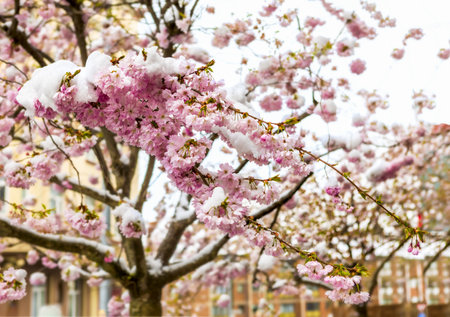 Close up of branch of cherry blossoms covered with snow. Spring season.の写真素材