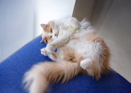 Cute ginger cat. Fluffy pet basking in sun.の写真素材