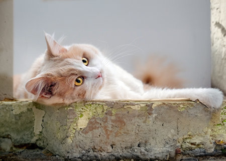 Cute ginger cat. Fluffy pet basking in sun.の写真素材