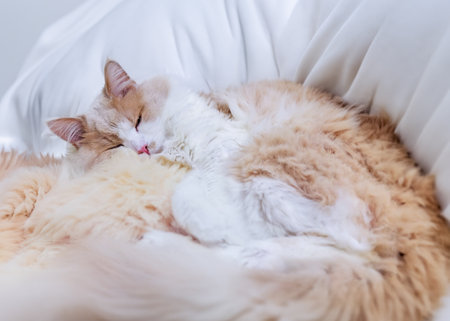 Cream-colored cat. Fluffy pet baskingの写真素材