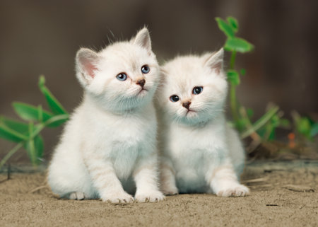 Two cute white kittens are sitting next to each other.の写真素材