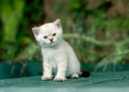 funny little white kitten with blue eyesの写真素材