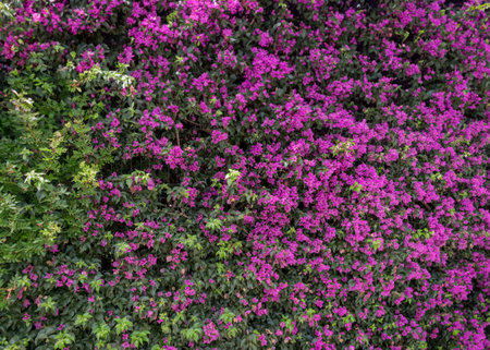 Vibrant Pink Bougainvillea in Full Bloomの写真素材