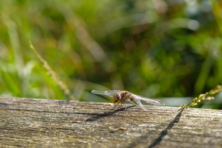 Close-up of a dragonfly perched on a wooden plank in a natural environment. The image highlights the insect's delicate wings and intricate body details, with a blurred green background creating a soft bokeh effect.の写真素材