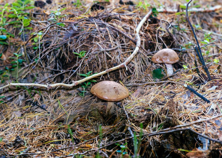 Close-up of two brown mushrooms growing among dry pine needles and forest debris. The image captures...