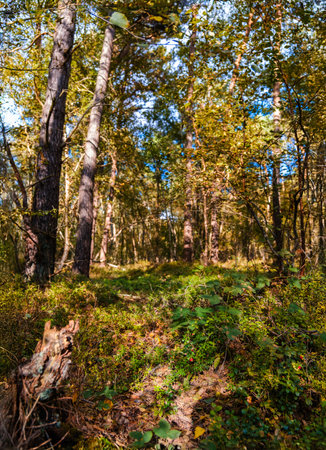 A vibrant forest scene featuring tall trees and lush green undergrowth bathed in sunlight. The image captures the peaceful atmosphere of the forest, highlighting its natural beauty and the interplay of light and shadow.の写真素材