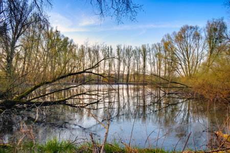 A quiet pond surrounded by bare trees reflecting in the still water under a clear sky. The scene is framed by branches in the foreground, capturing the peaceful ambiance of the natural environment.の写真素材