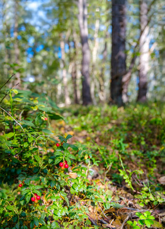Red Berries in a Sunlit Forestの写真素材
