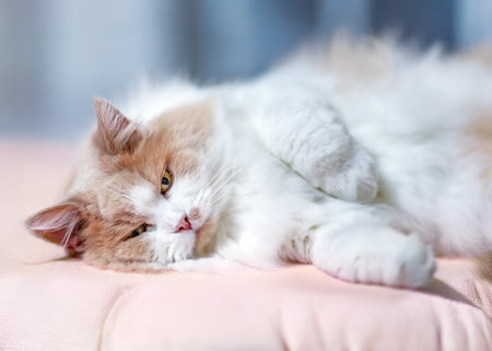 Fluffy ginger and white cat resting on a soft pink cushion, looking calm and relaxed. The felines peaceful demeanor and fluffy fur create a cozy and serene atmosphere.の写真素材