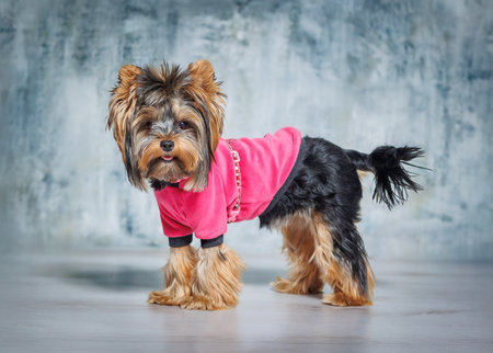 Cute Yorkshire Terrier dog wearing a pink hoodie, photographed indoors on a studio background. Pet stands, sits, and poses in charming positions. Perfect for advertising, pet fashion, or greeting cards.の写真素材