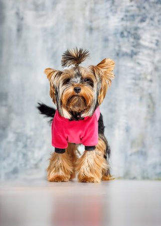 Cute Yorkshire Terrier dog wearing a pink hoodie, photographed indoors on a studio background. Pet stands, sits, and poses in charming positions. Perfect for advertising, pet fashion, or greeting cards.の写真素材