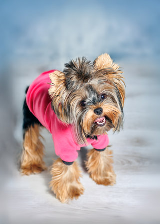 Cute Yorkshire Terrier dog wearing a pink hoodie, photographed indoors on a studio background. Pet stands, sits, and poses in charming positions. Perfect for advertising, pet fashion, or greeting cards.の写真素材
