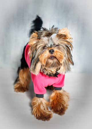 Cute Yorkshire Terrier dog wearing a pink hoodie, photographed indoors on a studio background. Pet stands, sits, and poses in charming positions. Perfect for advertising, pet fashion, or greeting cards.の写真素材