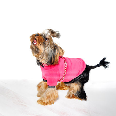 Cute Yorkshire Terrier dog wearing a pink hoodie, photographed indoors on a studio background. Pet stands, sits, and poses in charming positions. Perfect for advertising, pet fashion, or greeting cards.の写真素材