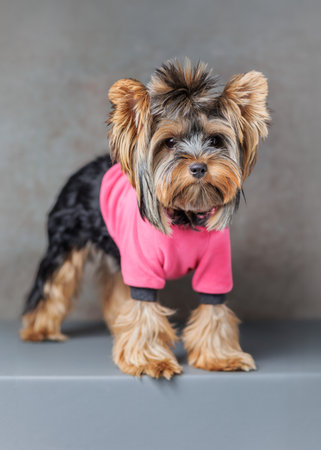 Cute Yorkshire Terrier dog wearing a pink hoodie, photographed indoors on a studio background. Pet stands, sits, and poses in charming positions. Perfect for advertising, pet fashion, or greeting cards.の写真素材