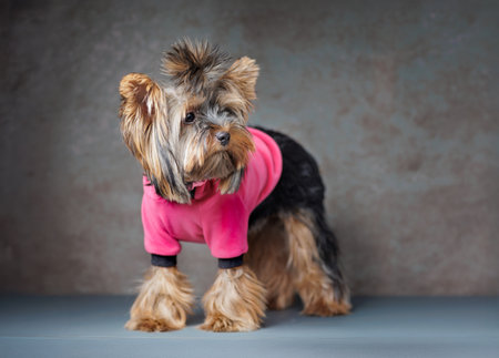 Cute Yorkshire Terrier dog wearing a pink hoodie, photographed indoors on a studio background. Pet stands, sits, and poses in charming positions. Perfect for advertising, pet fashion, or greeting cards.の写真素材