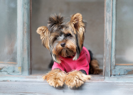 Cute Yorkshire Terrier dog wearing a pink hoodie, photographed indoors on a studio background. Pet stands, sits, and poses in charming positions. Perfect for advertising, pet fashion, or greeting cards.の写真素材