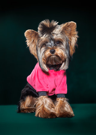 Cute Yorkshire Terrier dog wearing a pink hoodie, photographed indoors on a studio background. Pet stands, sits, and poses in charming positions. Perfect for advertising, pet fashion, or greeting cards.の写真素材