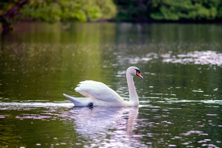 Graceful white swan gliding on calm lake water under tree branches. Tranquil nature scene with...