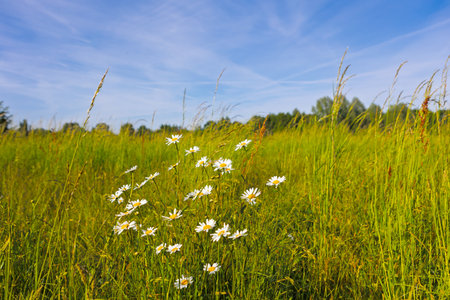Beautiful white daisies growing in tall green grass on a sunny summer meadow. Fresh wildflowers in natural landscape with blue sky and peaceful countryside atmosphere.の写真素材