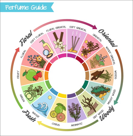 Aromatic guide wheel for perfume, scent and aroma infographic. Oriental, woody, fresh and flower essenses chart with examples of popular aroma notes.のイラスト素材