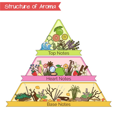 Aromatic structure notes guide for perfume, scent and aroma info graphic.のイラスト素材