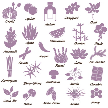 Collection of icons for aromatic plants, herbas and woods for essense oils production. Perfume fragrance aroma ingredients.のイラスト素材
