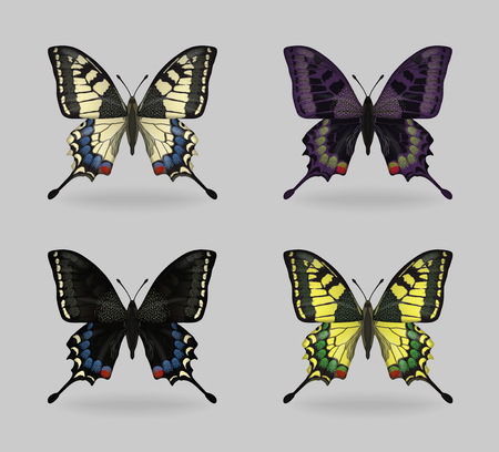 A collection of vibrant multy color insect Papilio machaon butterflies. Realistic close-up look, delicate wing pattern, 4 colour variations.のイラスト素材