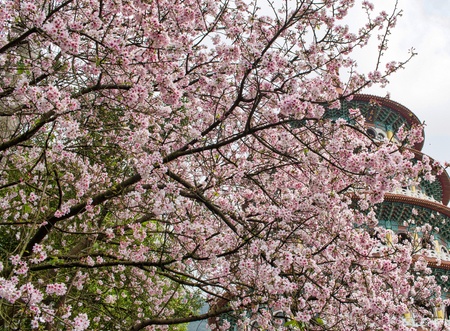 beautiful pink sakura on daylightの写真素材
