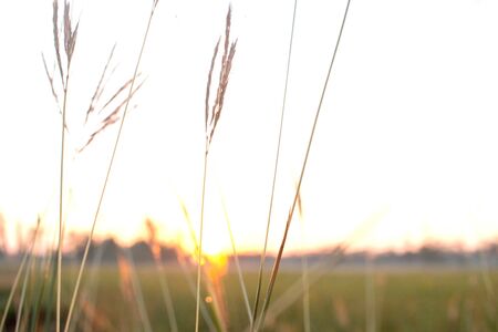 Landscape view. beautiful sunrise on rice field in morning