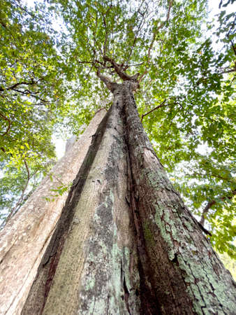 Green forests balance the world, reduce global warming and cause seasonal rainの写真素材
