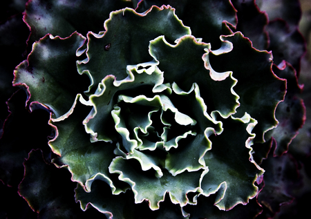 Flower heartの写真素材