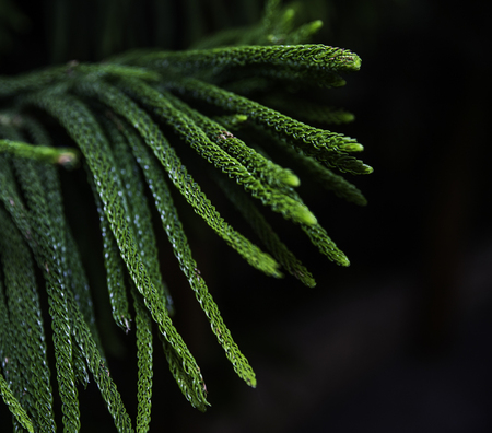 Cypress leaves
