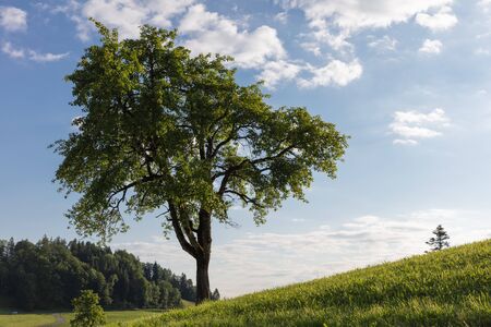 single tree in daylight left on a hill 50 megapixel