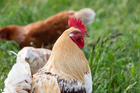 Cock between many chickens on a green meadow, super close up viewの写真素材