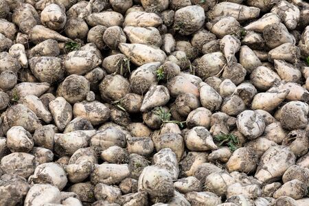 harvested white sugar beets stacked on a pile close-up