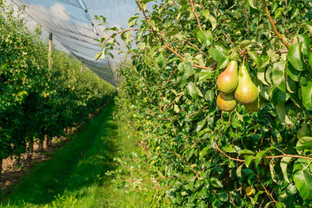 very fine and delicious pears hang on the beautiful green leaf tree in a large pear plantation on a warm summer evening, fruits are very important for health and also taste fantastic, during the day, no personの写真素材